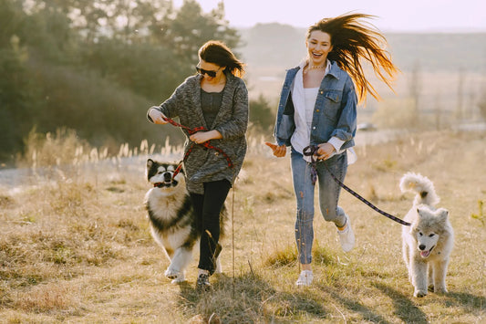 From Leaf Piles to Popsicles: Seasonal Games Your Dog Will Love