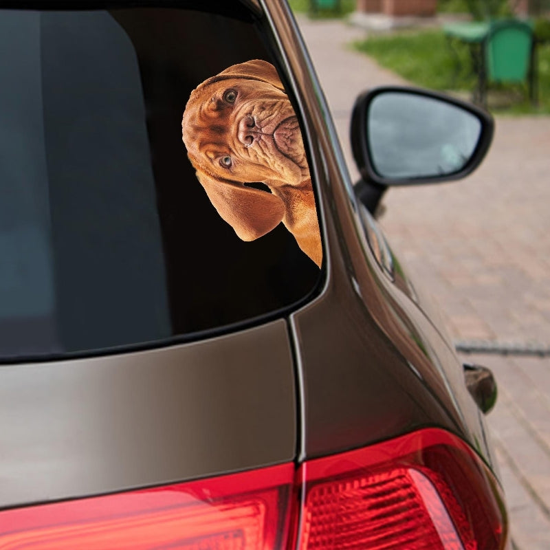 Dogue De Bordeaux Dog - Peekaboo Dog Head Car Sticker - DS016