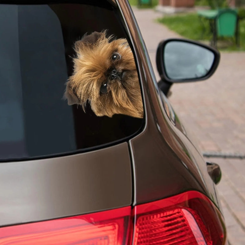 Brussels Griffon Dog - Peekaboo Dog Head Car Sticker - DS018