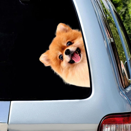 Pomeranian Dog - Peekaboo Dog Head Car Sticker - DS011