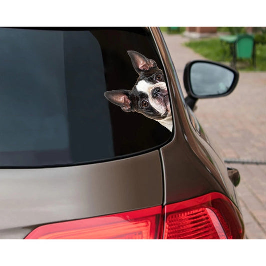 Boston Terrier Dog - Peekaboo Dog Head Car Sticker - DS020