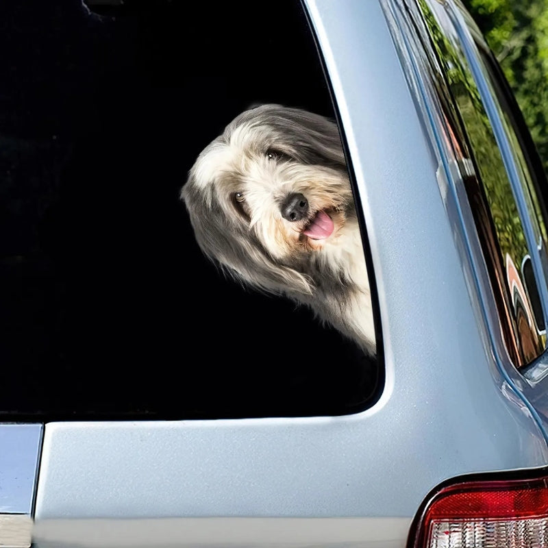 Bearded Collie Dog - Peekaboo Dog Head Car Sticker - DS022