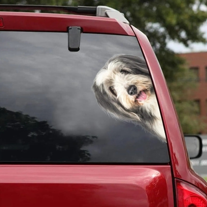Bearded Collie Dog - Peekaboo Dog Head Car Sticker - DS022
